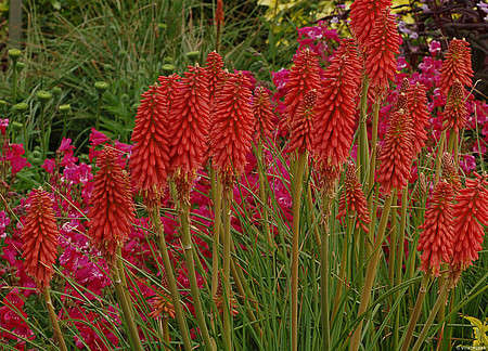 Trytoma Redhot Popsicle Kniphofia hybrida 1l