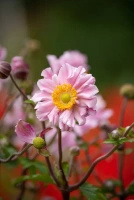 Zawilec Garden Breeze Whirlwind Pink Anemone Hybrida 