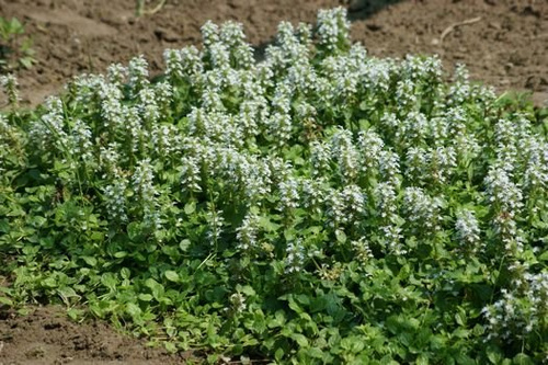 Dąbrówka rozłogowa Alba Ajuga Reptans
