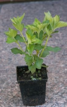 Tojeść Kropkowana Lysimachia Punctata 9