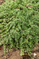 Macierzanka piaskowa Elfin Thymus Serphyllum