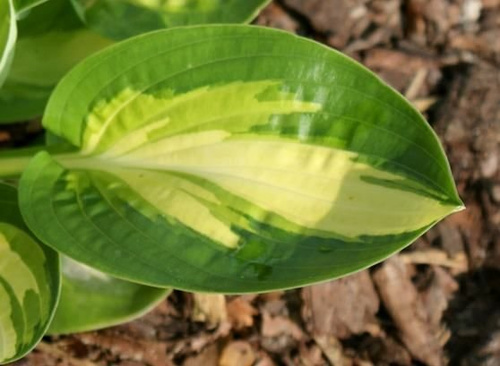 Funkia Warwick Comet Hosta 2l