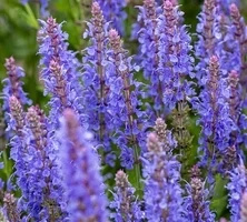 Szałwia omszona Blauhügel Salvia nemorosa