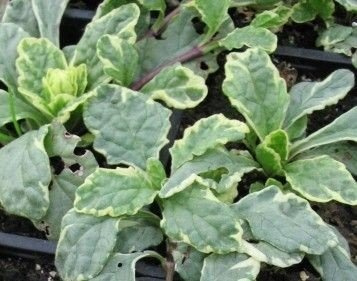 Dąbrówka rozłogowa Variegata Ajuga Reptans