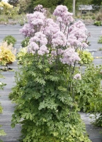 Rutewka Orlikolistna Nimbus Pink Thalictrum Aqulegiifolium 