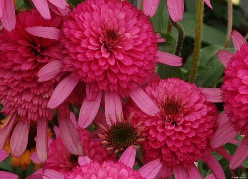 Jeżówka Southern Belle Echinacea