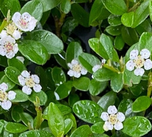 Irga dammera  Coral Beauty Cotoneaster Radicans Dammerii 9-1l