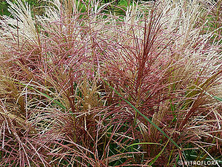 Miskant Chiński Polonus Miscanthus Sinensis1l