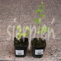 Ostróżka ogrodowa Astolat Delphinium Pacific 1l
