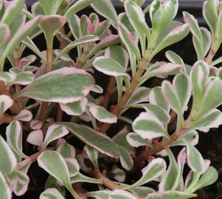Rozchodnik kaukaski Variegatum Sedum spurium 9