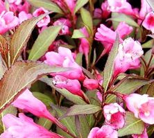 Krzewuszka Victoria Weigela 9-1l