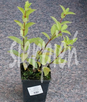 Hortensja bukietowa Phantom Hydrangea Paniculata 1l