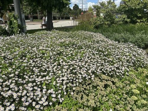 Aster letni Kalimeris wciętolistna Madiva Kalimeris incisa