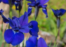 Irys Syberyjski Ego Iris Sibirica 1l