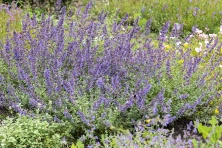 Kocimiętka Fasena Walker's Low Nepeta Faassenii 9