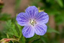 Bodziszek łąkowy Mrs Kendall Clark Geranium pratense