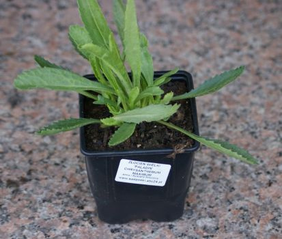 Złocień wielki Madonna Leucanthemum x superbum