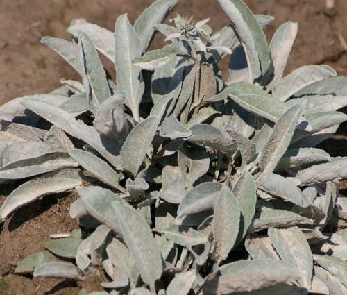 Przetacznik siwy Argentea Veronica incana 9