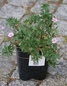 Bodziszek czerwony paskowany Geranium sanguineum var. striatum