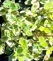 Trzmielina fortunea Variegatus Euonymus fortunei 1l