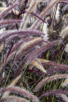 Rozplenica japońska Little Rubin Pennisetum Aleopecuroides 9