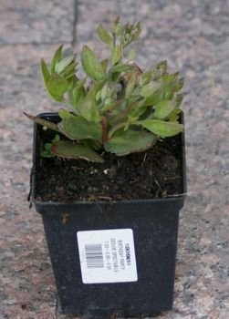 Rozchodnik Thunderhead Sedum