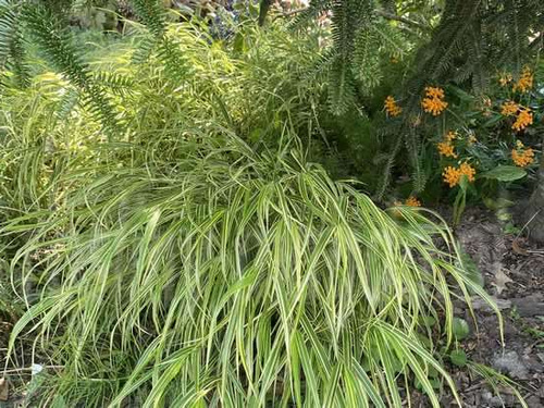 Hakonechloa smukła Hakonechloa macra 