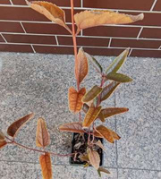 Słoneczniczek szorstki mix Heliopsis  helianthoides 1l