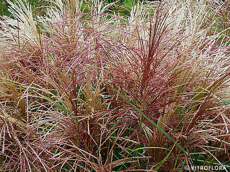 Miskant Chiński Polonus Miscanthus Sinensis1l