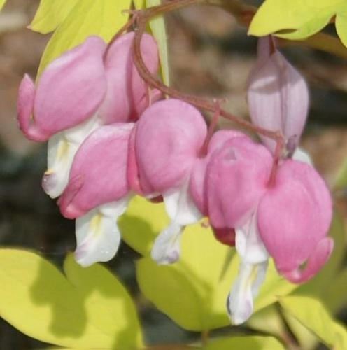 Serduszka okazała Gold Heart Dicentra Spectabilis 9-1l
