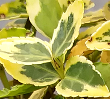 Trzmielina fortunea Emerald'n Gold Euonymus fortunei