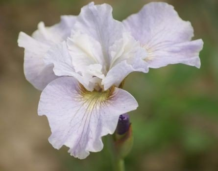 Irys Syberyjski Dawn Waltz Iris Sibirica 9