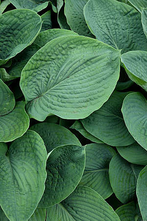 Funkia Elegans Hosta