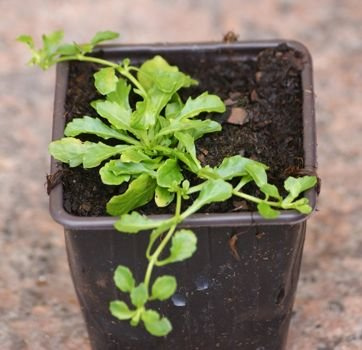 Mazus rozłogowy Alba Mazus reptans
