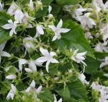Dzwonek poszarskiego Silberregen Campanula  Poscharskyana 9