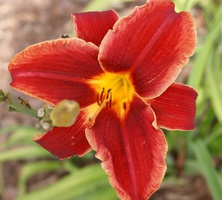 Liliowiec Hey There Hemerocallis