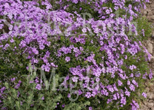 Floks szydlasty Purple Beauty Phlox subulata 9