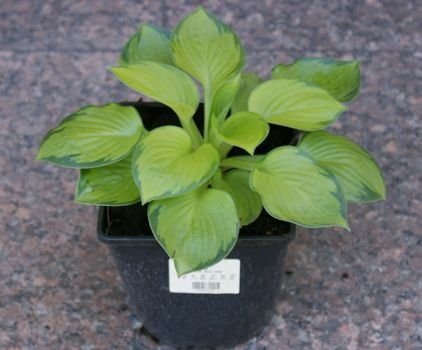 Funkia Rainforest Sunrise Hosta  2l
