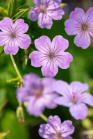 Bodziszek kolankowy Geranium nodosum