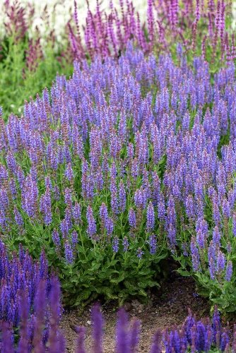 Szałwia omszona Blauhügel Salvia nemorosa