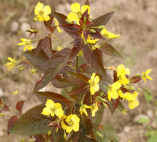 Tojeść orzęsiona Firecracker Lysimachia ciliata 9