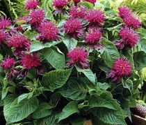 Pysznogłówka Pink Supreme Monarda didyma
