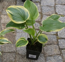 Funkia Fragrant Dream Hosta 1l