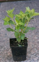 Tojeść Kropkowana Lysimachia Punctata 9