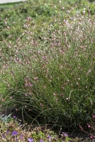 Gaura Rosy Jane Gaura lindheimeri 1l