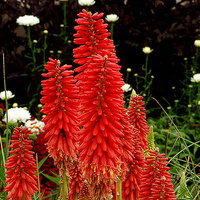 Trytoma Redhot Popsicle Kniphofia hybrida 1l