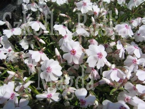 Floks szydlasty Amazing Grace Phlox subulata 9