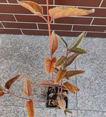 Słoneczniczek szorstki mix Heliopsis  helianthoides 1l
