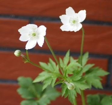 Zawilec Leveillei Anemone Leveillei