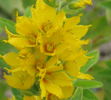 Tojeść Kropkowana Lysimachia Punctata 9